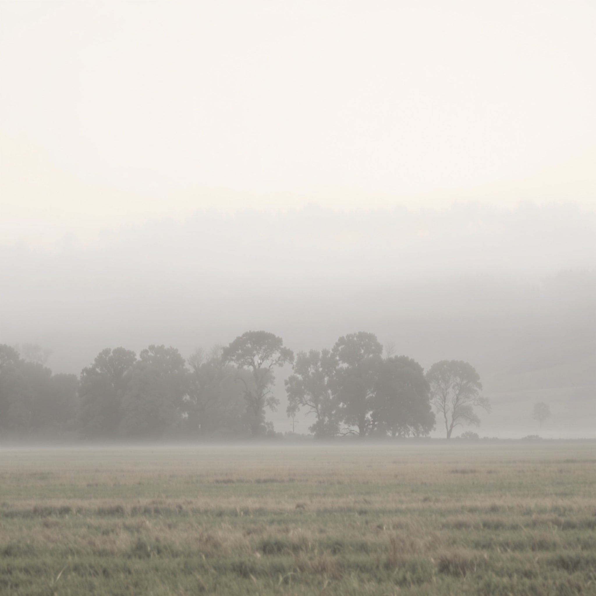 Misty landscape with trees and a field